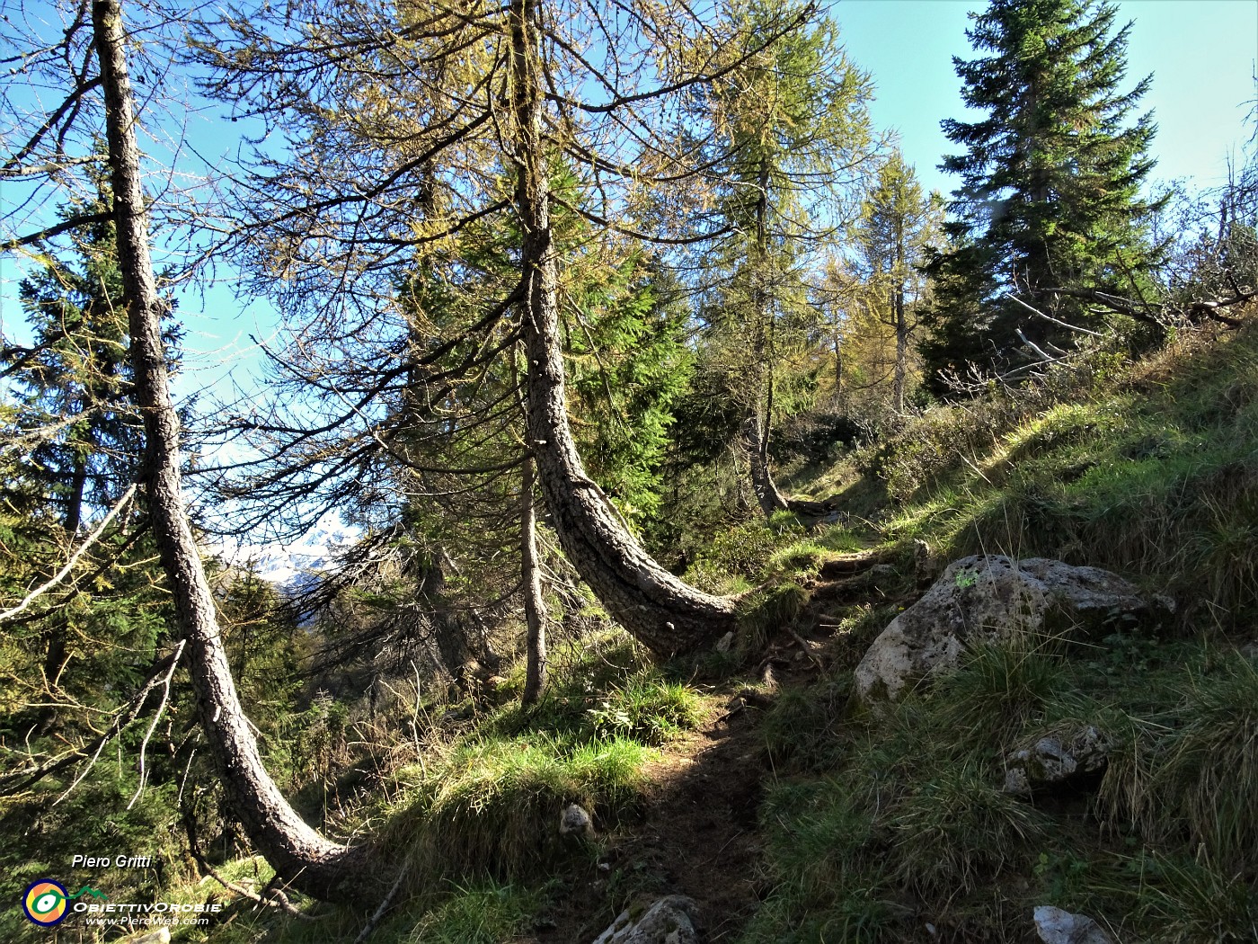 55 Sul sentierino di salita dal Passo di Monte Colle al Pizzo Badile larici colorati d'autunno.JPG